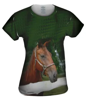 All Knowing Horse