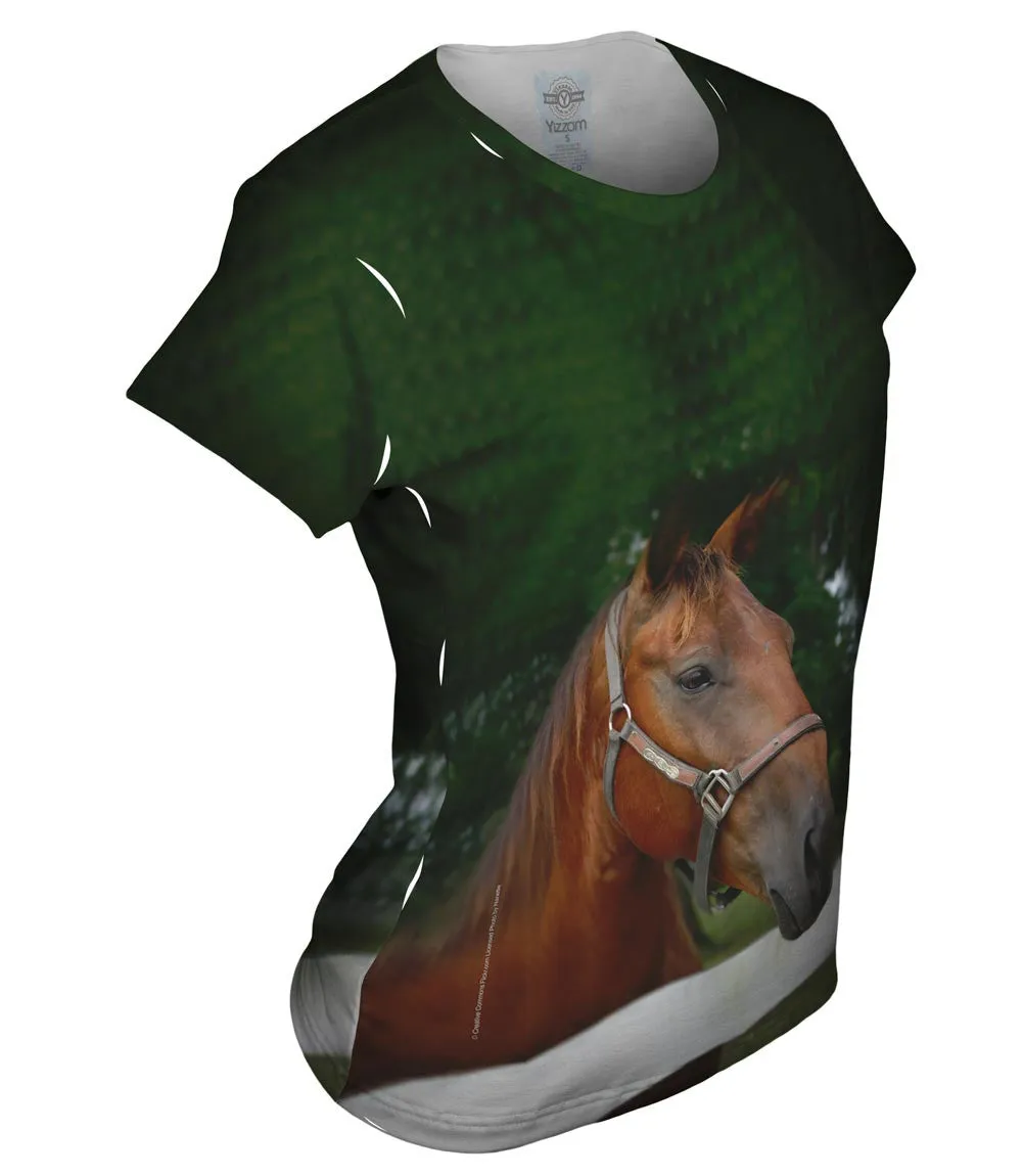 All Knowing Horse